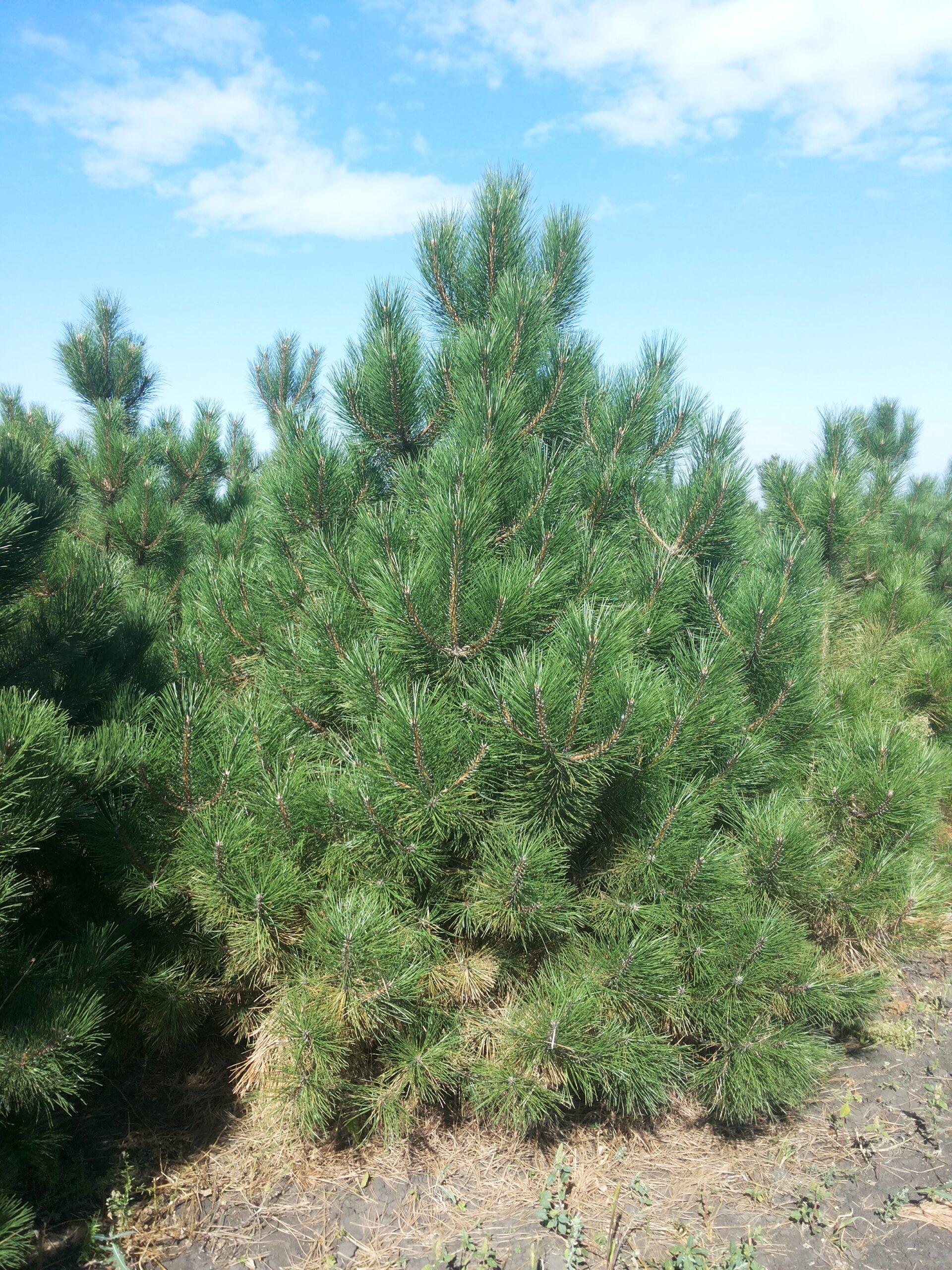 Сосна Чёрная (Pinus Nigra)