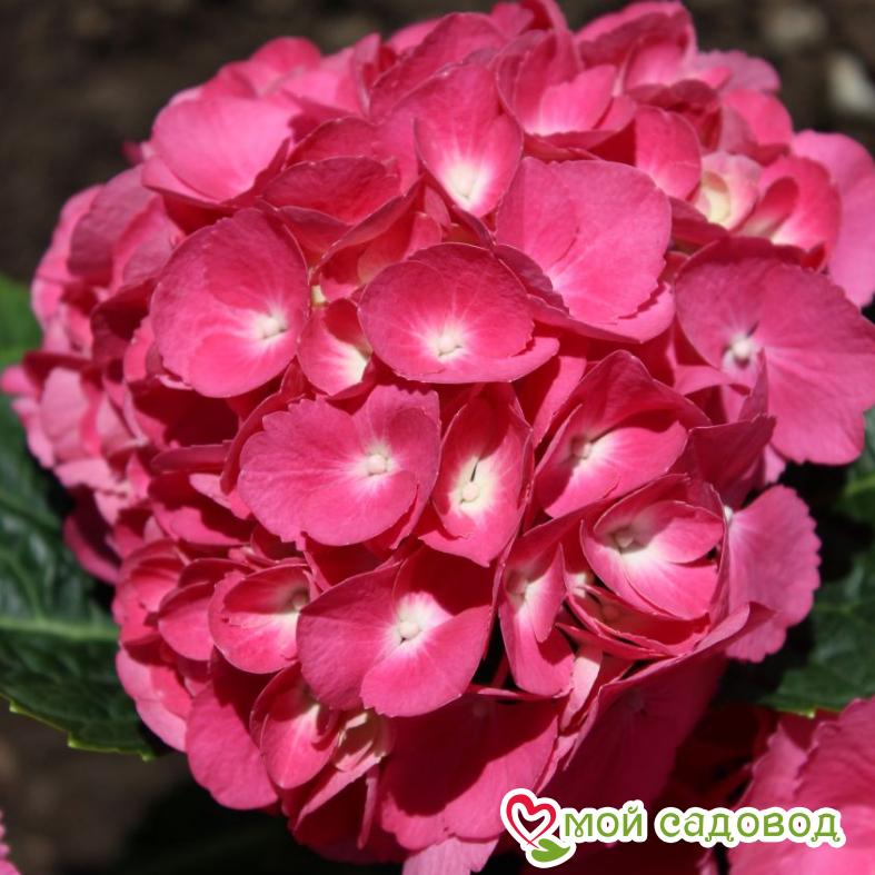 Гортензия крупнолистная Альпенглюхен ЗКС
