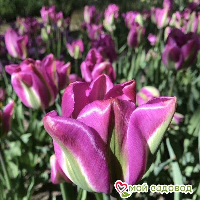 Тюльпан Вайолет Берд (ЗЕЛЕНОЦВЕТНЫЙ)