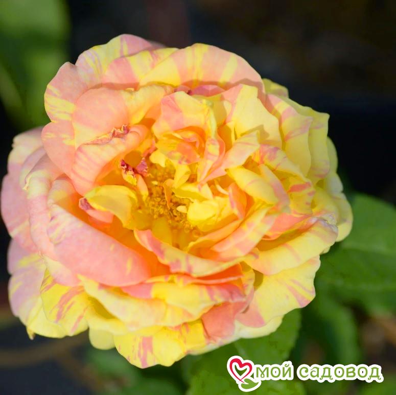 Роза Поль Сезан