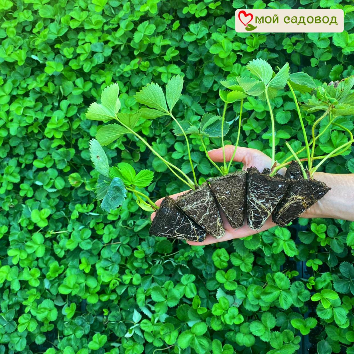 Клубника Кимберли (Высокоурожайный сорт)