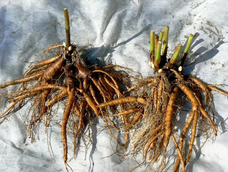 Лилейник Вояж